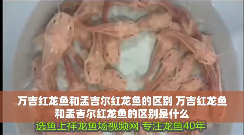萬吉紅龍魚和孟吉爾紅龍魚的區別 萬吉紅龍魚和孟吉爾紅龍魚的區別是什么