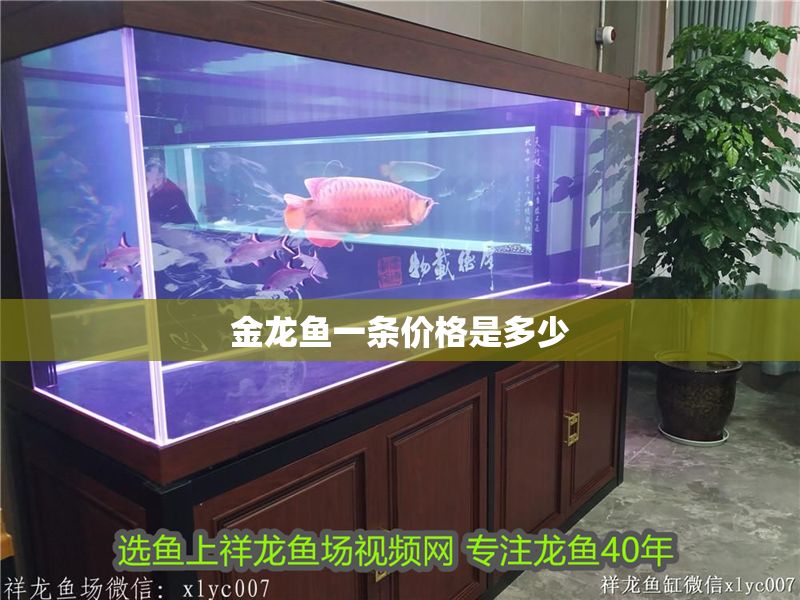 金龍魚一條價格是多少