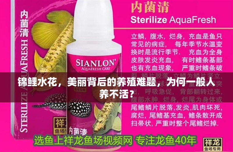 錦鯉水花，美麗背后的養殖難題，為何一般人養不活？