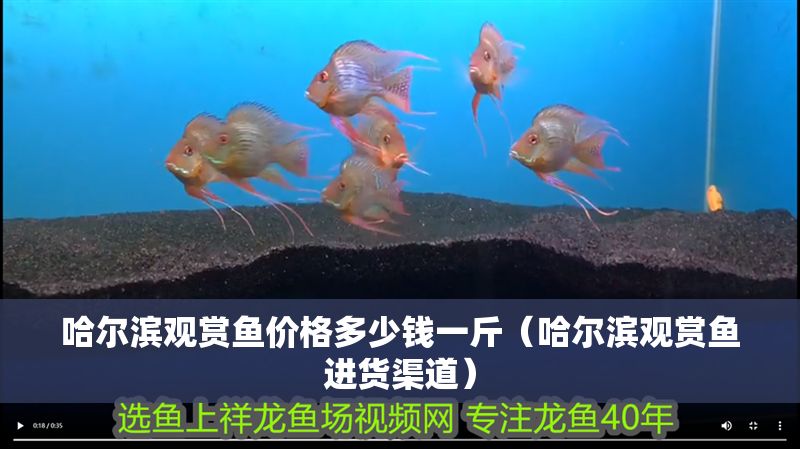 哈爾濱觀賞魚價格多少錢一斤（哈爾濱觀賞魚進(jìn)貨渠道）