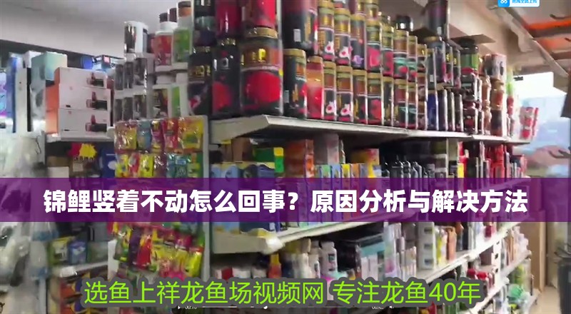 錦鯉豎著不動怎么回事？原因分析與解決方法