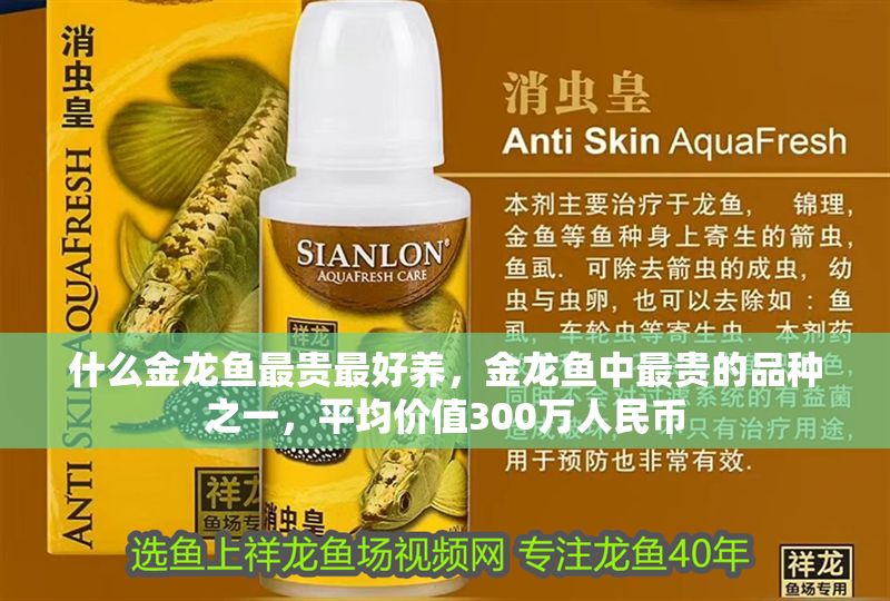 什么金龍魚最貴最好養，金龍魚中最貴的品種之一，平均價值300萬人民幣 什么金龍魚最貴最好養，金龍魚中最貴的品種之一，平均價值300萬人民幣 龍魚百科 第2張