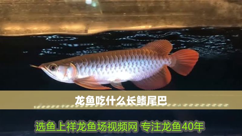 龍魚吃什么長鰭尾巴