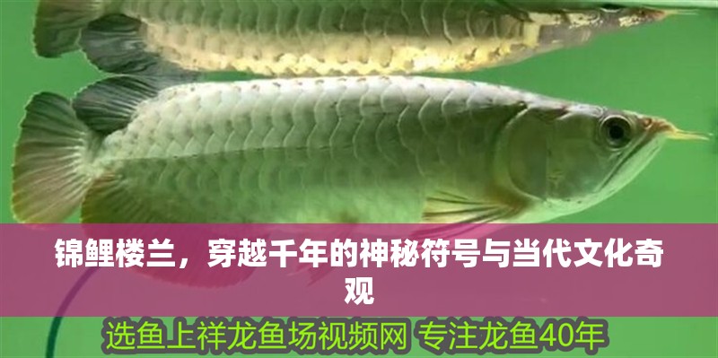 錦鯉樓蘭,穿越千年的神秘符號與當(dāng)代文化奇觀 龍魚百科 第1張 錦鯉樓蘭,穿越千年的神秘符號與當(dāng)代文化奇觀 錦鯉樓蘭,穿越千年的神秘符號與當(dāng)代文化奇觀 龍魚百科 第1張