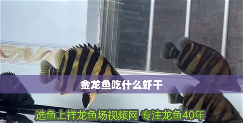 金龍魚吃什么蝦干