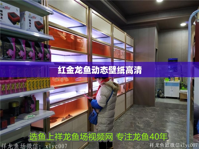 紅金龍魚動態(tài)壁紙高清