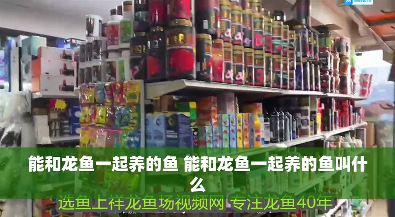 能和龍魚一起養的魚 能和龍魚一起養的魚叫什么