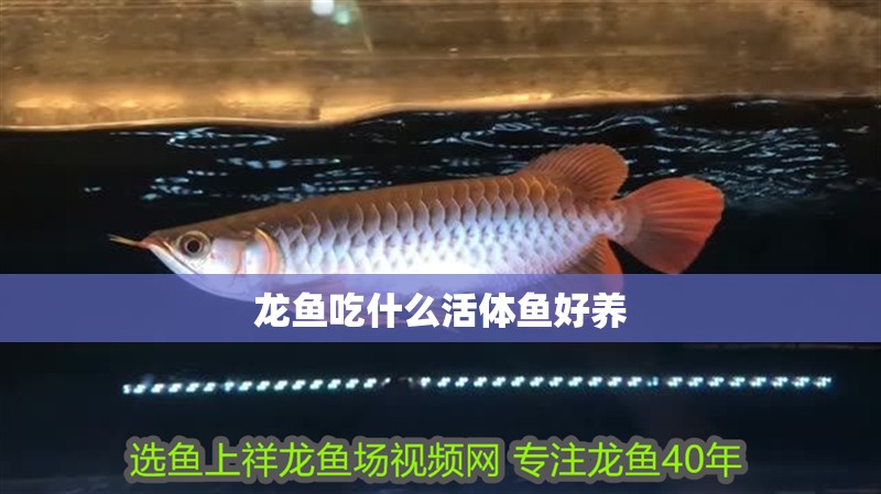 龍魚吃什么活體魚好養 龍魚吃什么活體魚好養 龍魚百科 第1張