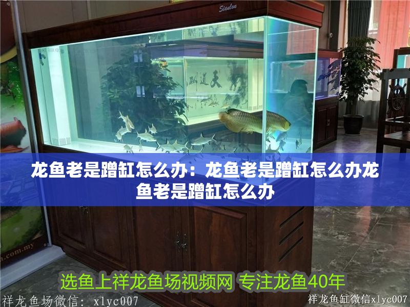 龍魚老是蹭缸怎么辦：龍魚老是蹭缸怎么辦龍魚老是蹭缸怎么辦 龍魚老是蹭缸怎么辦：龍魚老是蹭缸怎么辦龍魚老是蹭缸怎么辦 龍魚百科 第1張