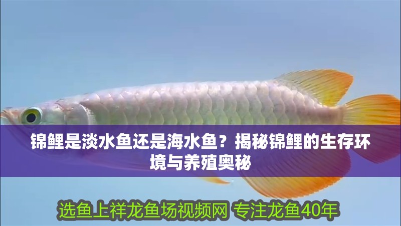 錦鯉是淡水魚還是海水魚？揭秘錦鯉的生存環境與養殖奧秘