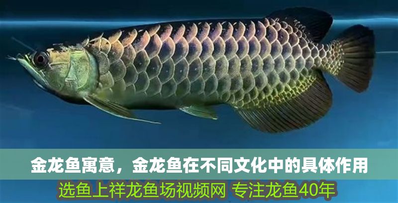 金龍魚寓意，金龍魚在不同文化中的具體作用
