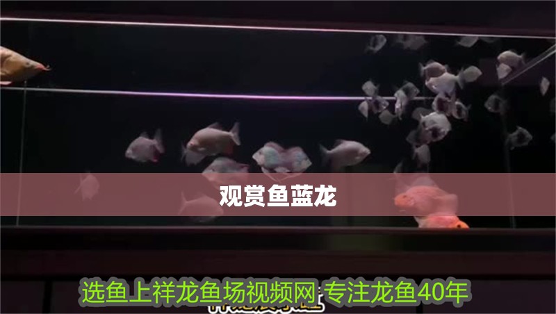 觀賞魚藍龍