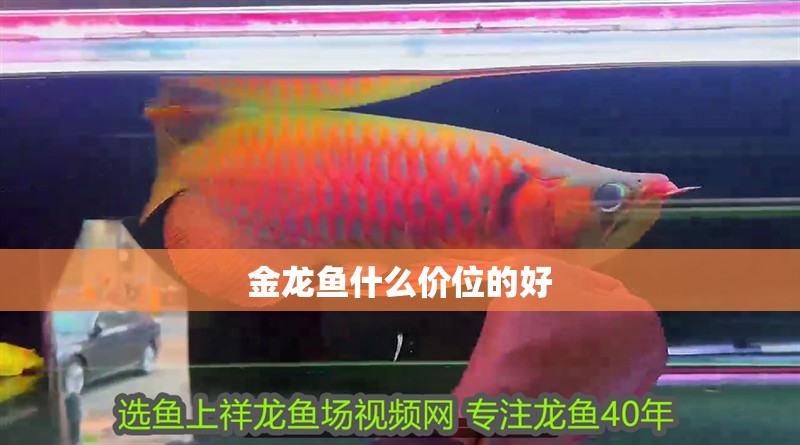 金龍魚什么價位的好