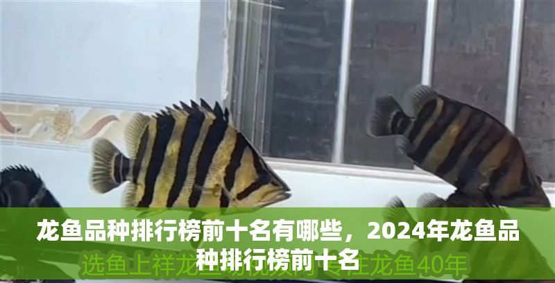 龍魚品種排行榜前十名有哪些，2024年龍魚品種排行榜前十名