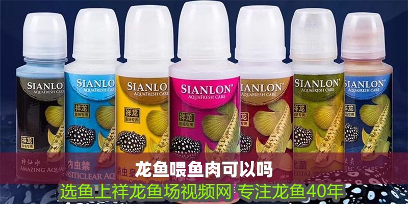 龍魚喂魚肉可以嗎