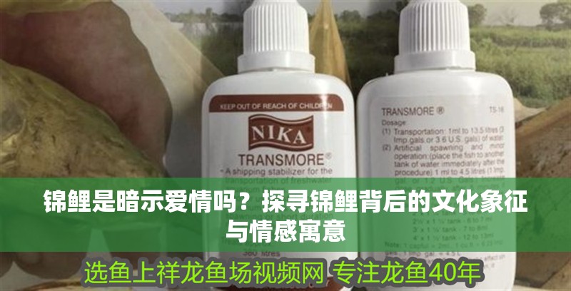 錦鯉是暗示愛情嗎？探尋錦鯉背后的文化象征與情感寓意
