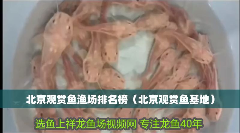 北京觀賞魚漁場排名榜（北京觀賞魚基地）