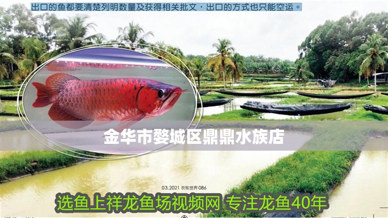 金華市婺城區(qū)鼎鼎水族店 全國(guó)水族館企業(yè)名錄 第2張 金華市婺城區(qū)鼎鼎水族店 金華市婺城區(qū)鼎鼎水族店 全國(guó)水族館企業(yè)名錄 第2張