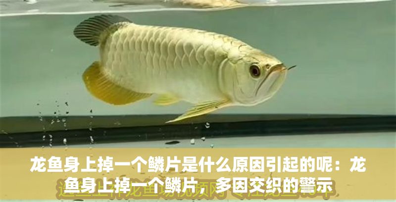 龍魚身上掉一個鱗片是什么原因引起的呢：龍魚身上掉一個鱗片，多因交織的警示