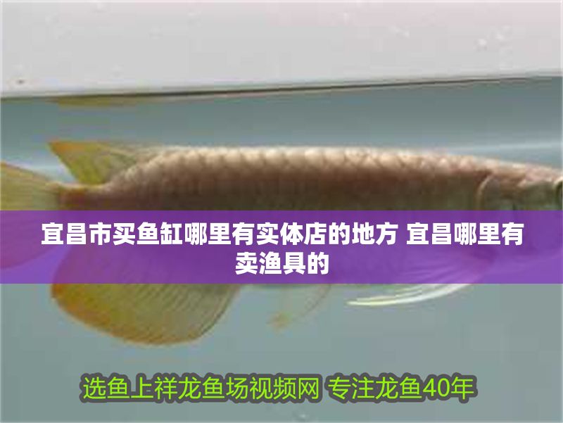 宜昌市買魚缸哪里有實體店的地方 宜昌哪里有賣漁具的
