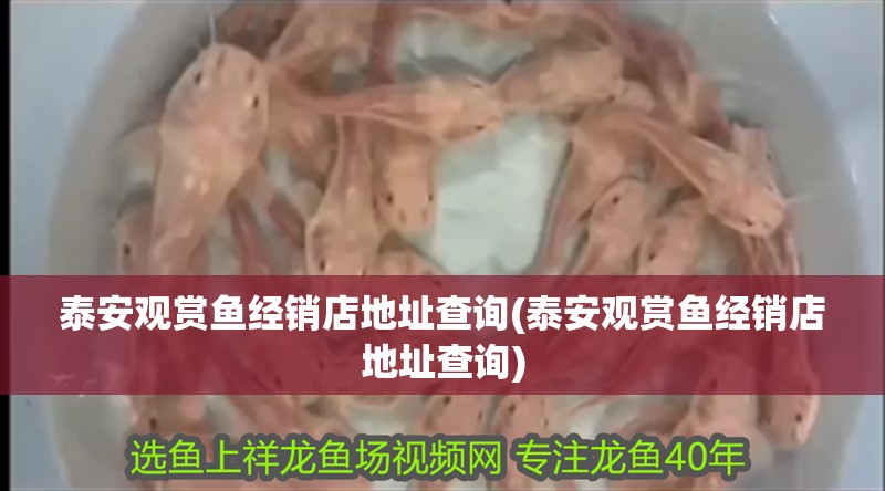 泰安觀賞魚經銷店地址查詢(泰安觀賞魚經銷店地址查詢)