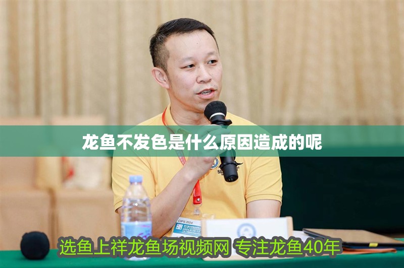 龍魚不發(fā)色是什么原因造成的呢 龍魚不發(fā)色是什么原因造成的呢 龍魚百科 第2張