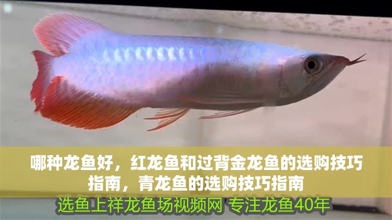 哪種龍魚好，紅龍魚和過背金龍魚的選購技巧指南，青龍魚的選購技巧指南