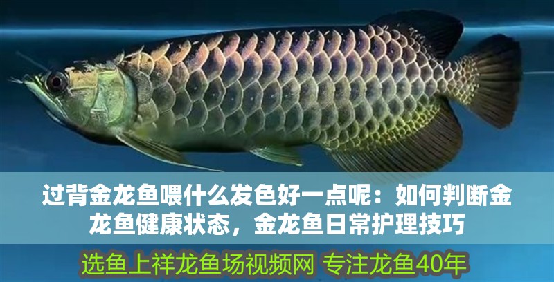 過背金龍魚喂什么發色好一點呢：如何判斷金龍魚健康狀態，金龍魚日常護理技巧 過背金龍魚喂什么發色好一點呢：如何判斷金龍魚健康狀態，金龍魚日常護理技巧 龍魚百科 第1張