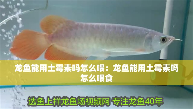 龍魚能用土霉素嗎怎么喂：龍魚能用土霉素嗎怎么喂食