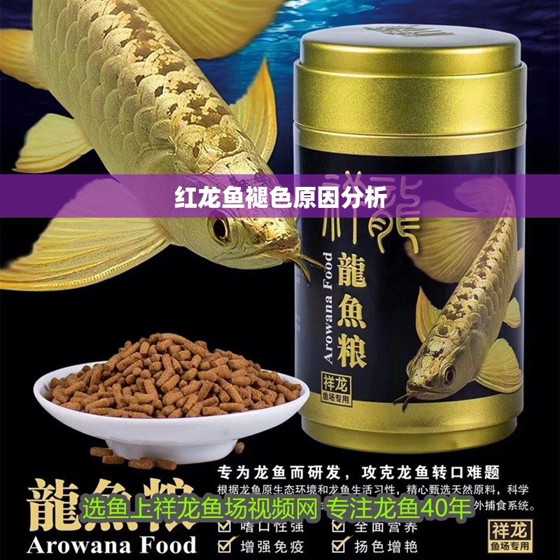 紅龍魚褪色原因分析
