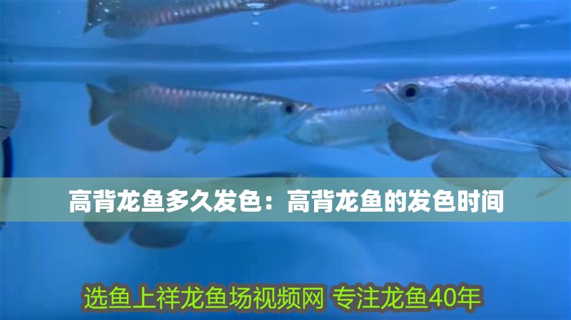 高背龍魚多久發(fā)色：高背龍魚的發(fā)色時間