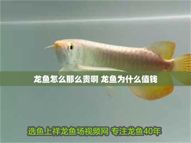 龍魚怎么那么貴啊 龍魚為什么值錢