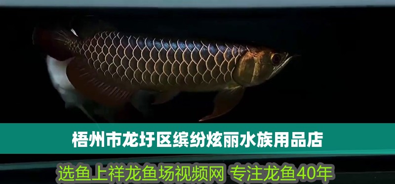 梧州市龍圩區(qū)繽紛炫麗水族用品店
