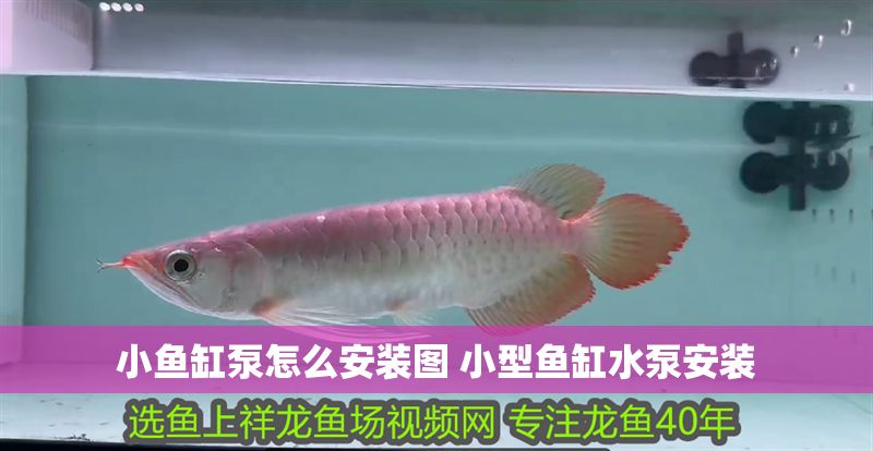 小魚缸泵怎么安裝圖 小型魚缸水泵安裝