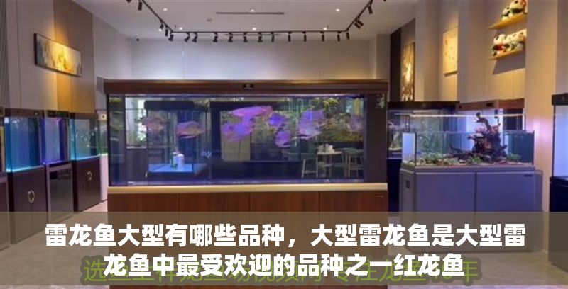 雷龍魚(yú)大型有哪些品種，大型雷龍魚(yú)是大型雷龍魚(yú)中最受歡迎的品種之一紅龍魚(yú)