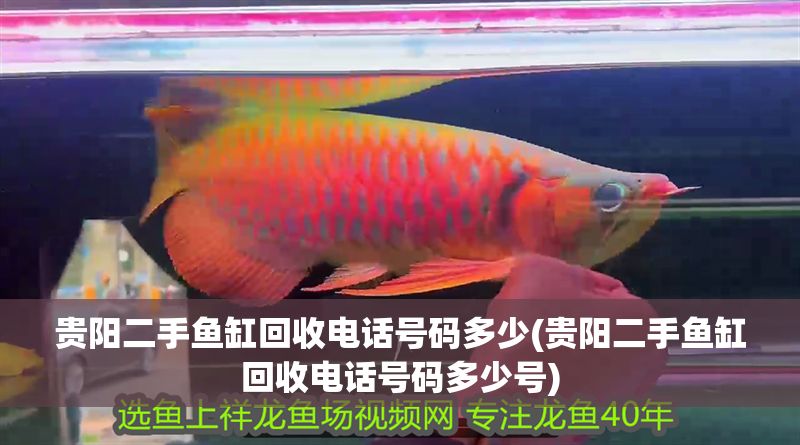 貴陽(yáng)二手魚缸回收電話號(hào)碼多少(貴陽(yáng)二手魚缸回收電話號(hào)碼多少號(hào))