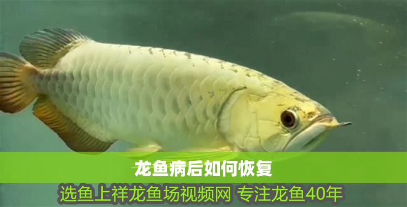 龍魚病后如何恢復