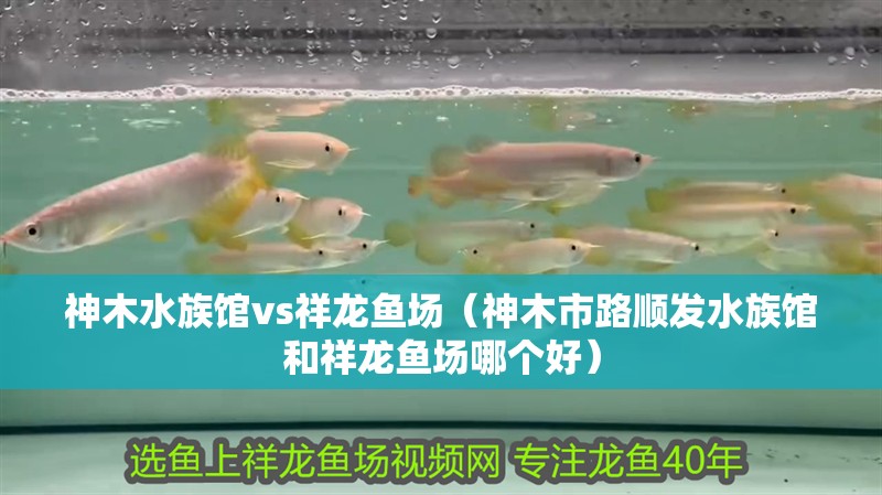 <strong><mark>神木</mark></strong>水族館vs祥龍魚場（<strong><mark>神木</mark></strong>市路順發水族館和祥龍魚場哪個好）