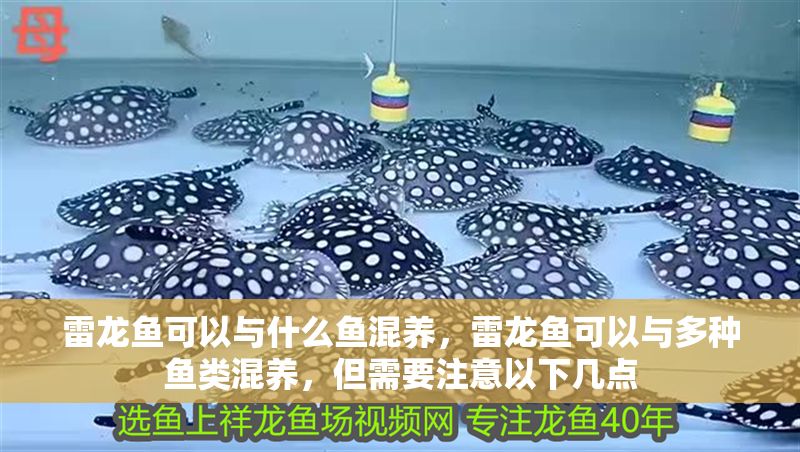 雷龍魚可以與什么魚混養，雷龍魚可以與多種魚類混養，但需要注意以下幾點 雷龍魚可以與什么魚混養，雷龍魚可以與多種魚類混養，但需要注意以下幾點 龍魚百科 第2張