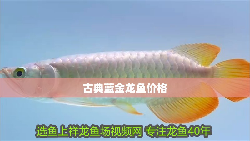 古典藍金龍魚價格