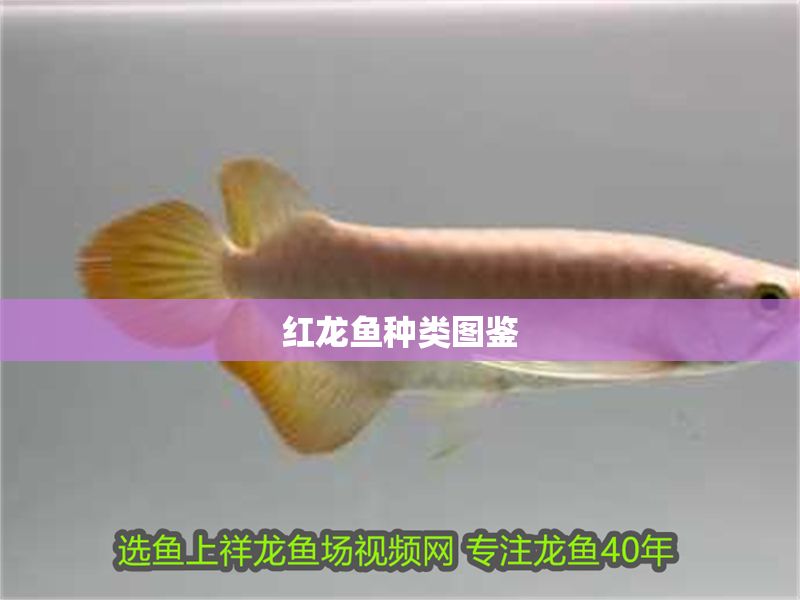 紅龍魚種類圖鑒