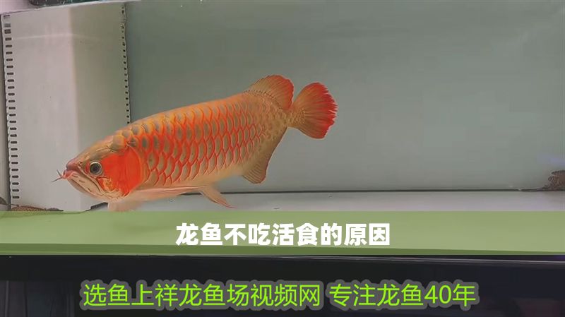 龍魚不吃活食的原因