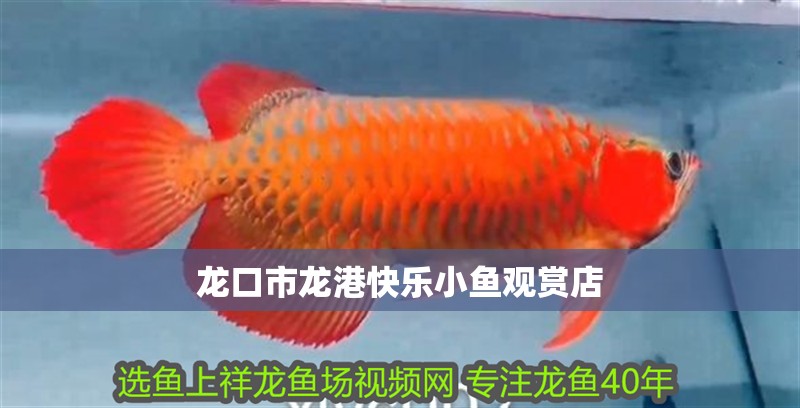 龍口市龍港快樂小魚觀賞店