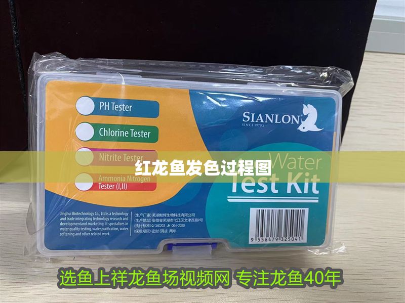 紅龍魚發(fā)色過程圖