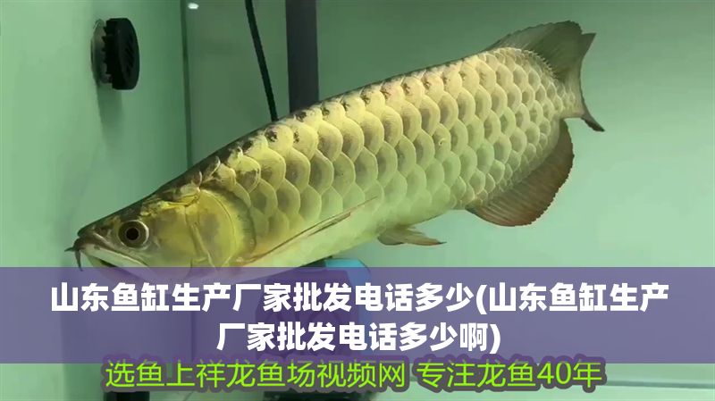 山東魚缸生產廠家批發電話多少(山東魚缸生產廠家批發電話多少啊)
