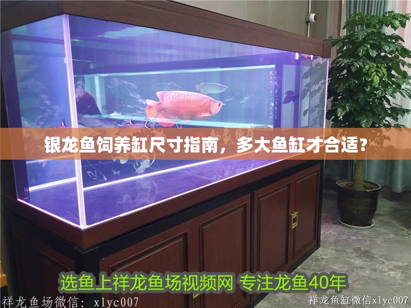 銀龍魚飼養(yǎng)缸尺寸指南,多大魚缸才合適? 水族問答 銀龍魚飼養(yǎng)缸尺寸指南,多大魚缸才合適? 銀龍魚飼養(yǎng)缸尺寸指南,多大魚缸才合適? 水族問答