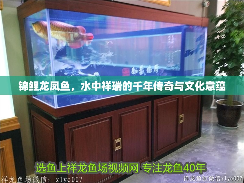 錦鯉龍鳳魚，水中祥瑞的千年傳奇與文化意蘊