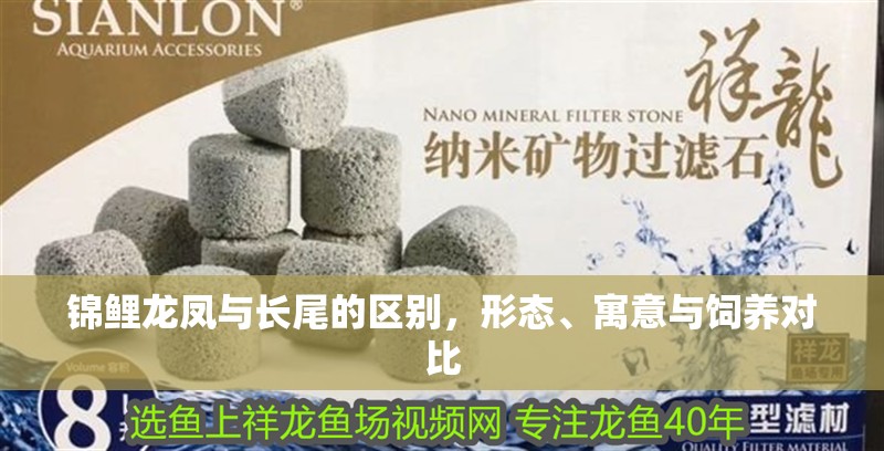 錦鯉龍鳳與長尾的區別，形態、寓意與飼養對比 錦鯉龍鳳與長尾的區別，形態、寓意與飼養對比 龍魚百科 第1張