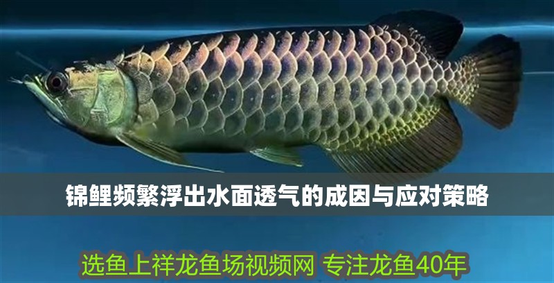 錦鯉頻繁浮出水面透氣的成因與應對策略 龍魚百科 第2張 錦鯉頻繁浮出水面透氣的成因與應對策略 錦鯉頻繁浮出水面透氣的成因與應對策略 龍魚百科 第2張