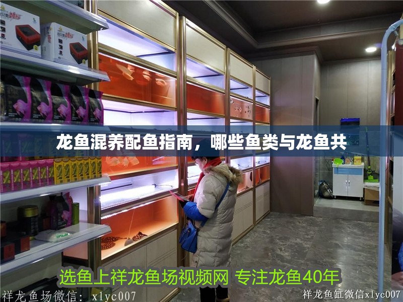 龍魚混養配魚指南，哪些魚類與龍魚共